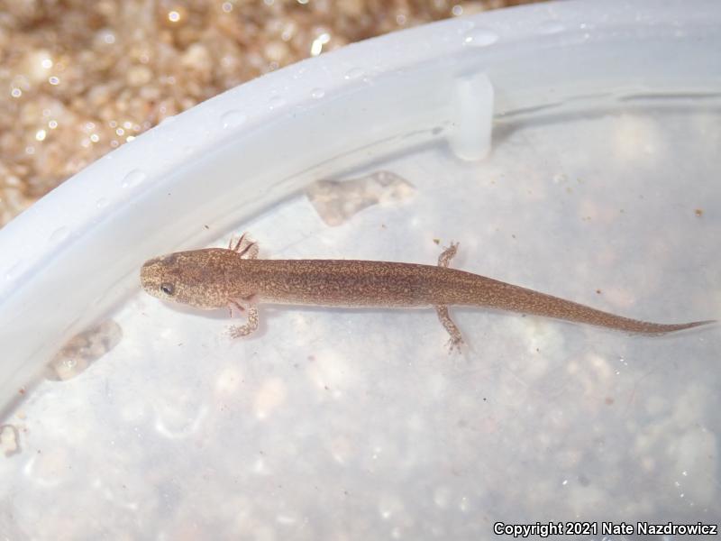 Northern Red Salamander (Pseudotriton ruber ruber)