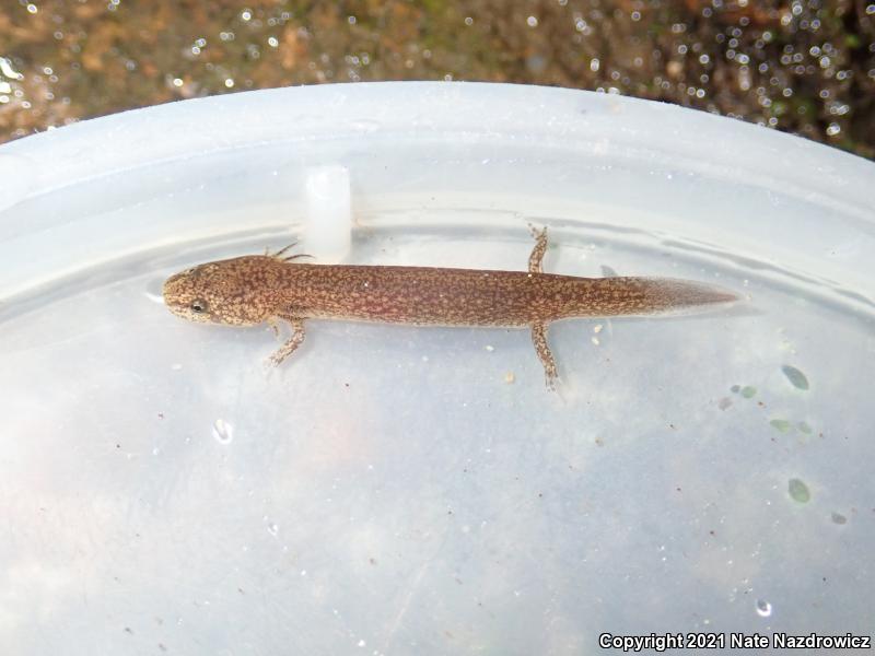 Northern Red Salamander (Pseudotriton ruber ruber)