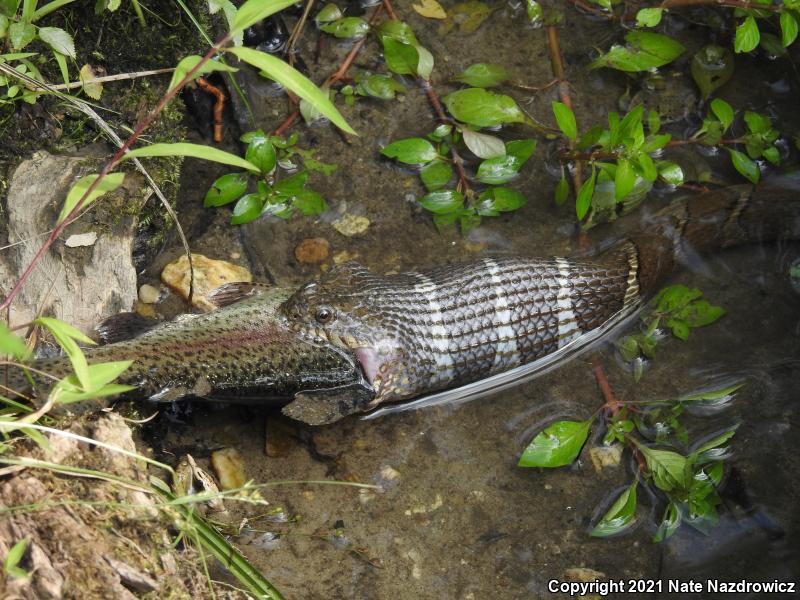 Northern Watersnake (Nerodia sipedon sipedon)