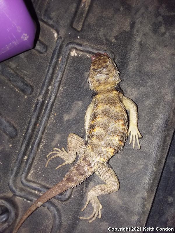 Yellow-backed Spiny Lizard (Sceloporus uniformis)