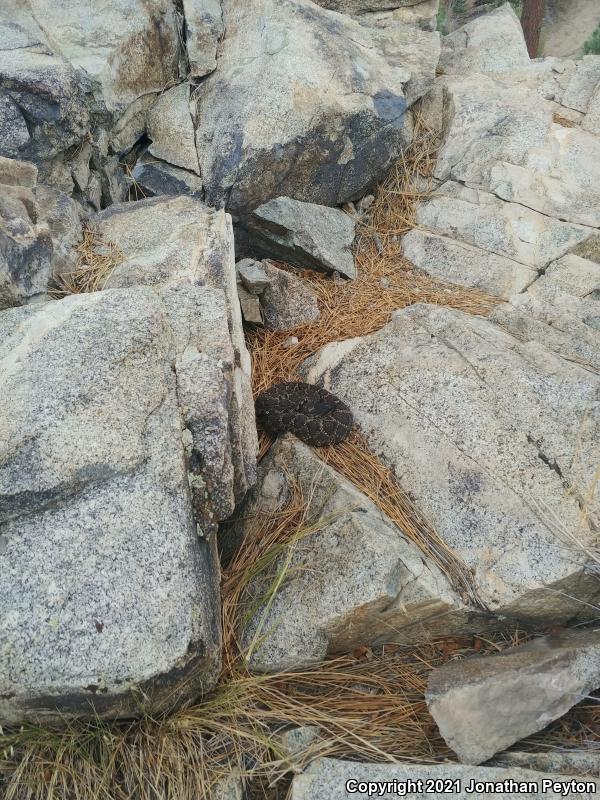 Southern Pacific Rattlesnake (Crotalus oreganus helleri)