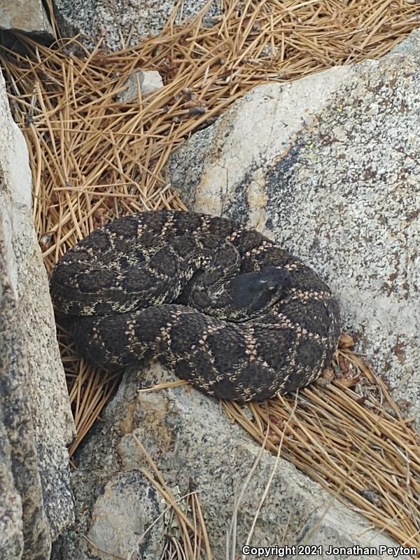 Southern Pacific Rattlesnake (Crotalus oreganus helleri)