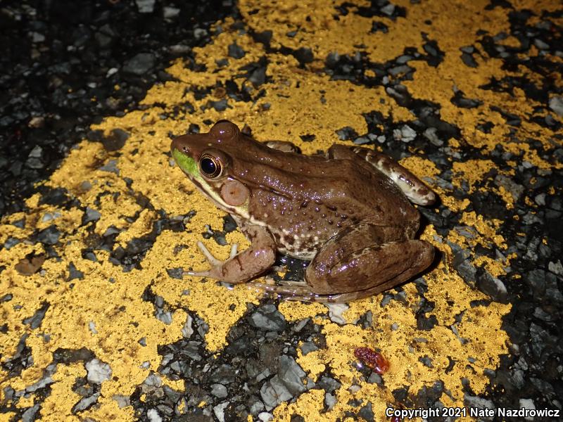 Green Frog (Lithobates clamitans)