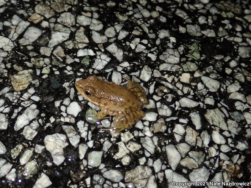 Green Frog (Lithobates clamitans)