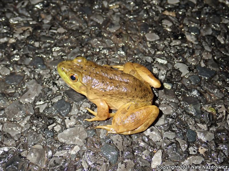 American Bullfrog (Lithobates catesbeianus)