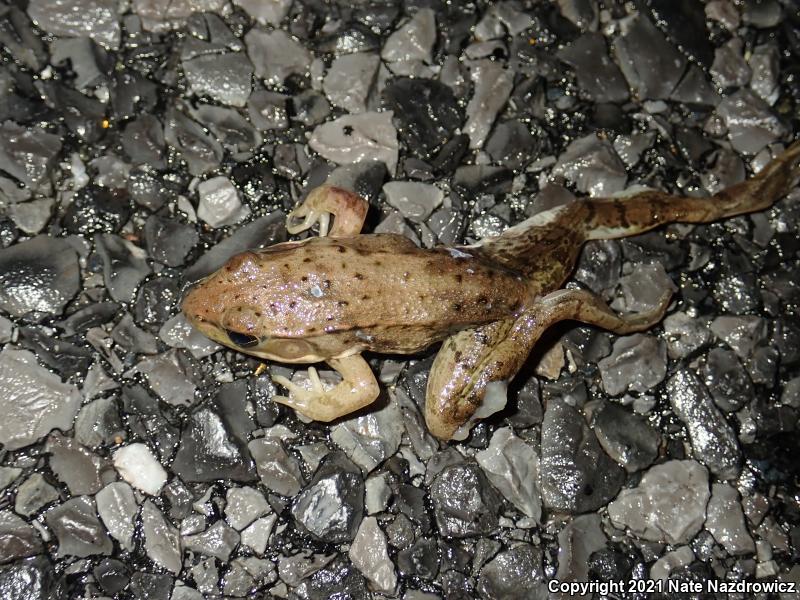 Green Frog (Lithobates clamitans)