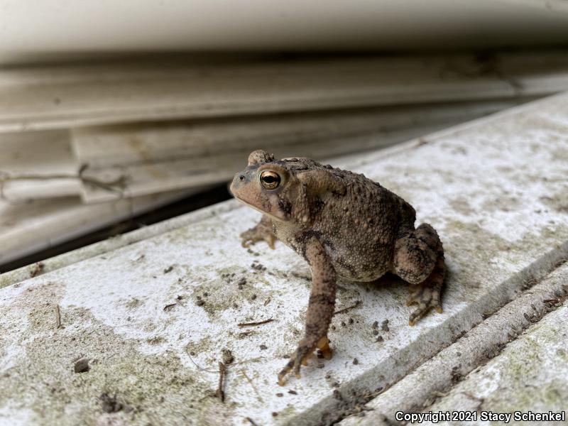 American Toad (Anaxyrus americanus)