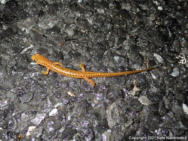 Long-tailed Salamander (Eurycea longicauda longicauda)