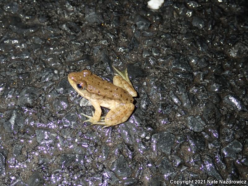 Green Frog (Lithobates clamitans)