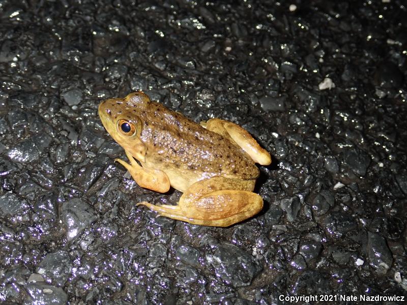 American Bullfrog (Lithobates catesbeianus)