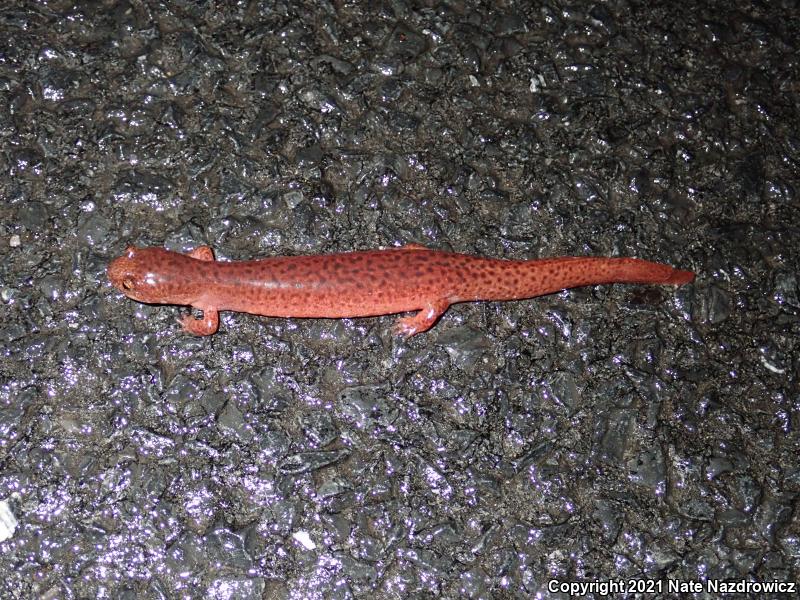 Northern Red Salamander (Pseudotriton ruber ruber)