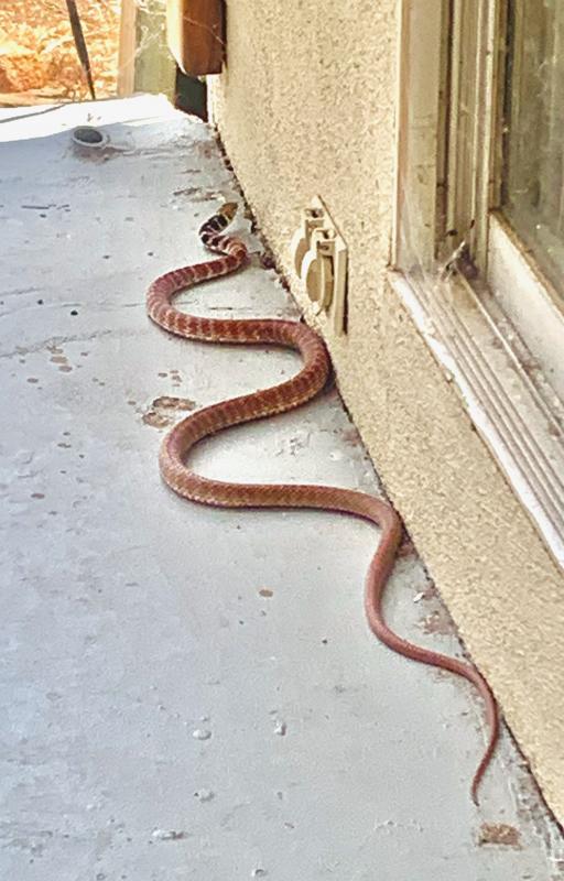 Red Racer (Coluber flagellum piceus)