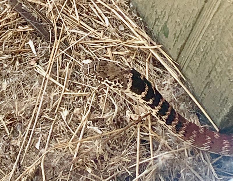 Red Racer (Coluber flagellum piceus)