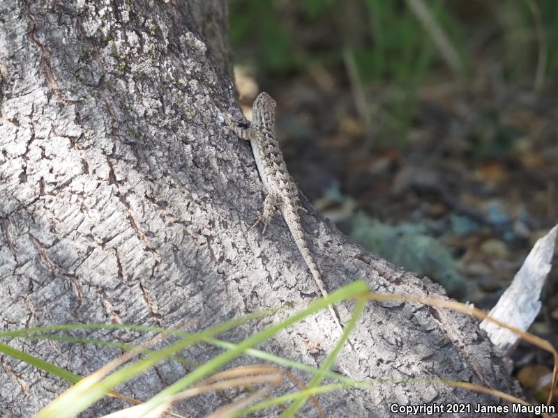 Coast Range Fence Lizard (Sceloporus occidentalis bocourtii)