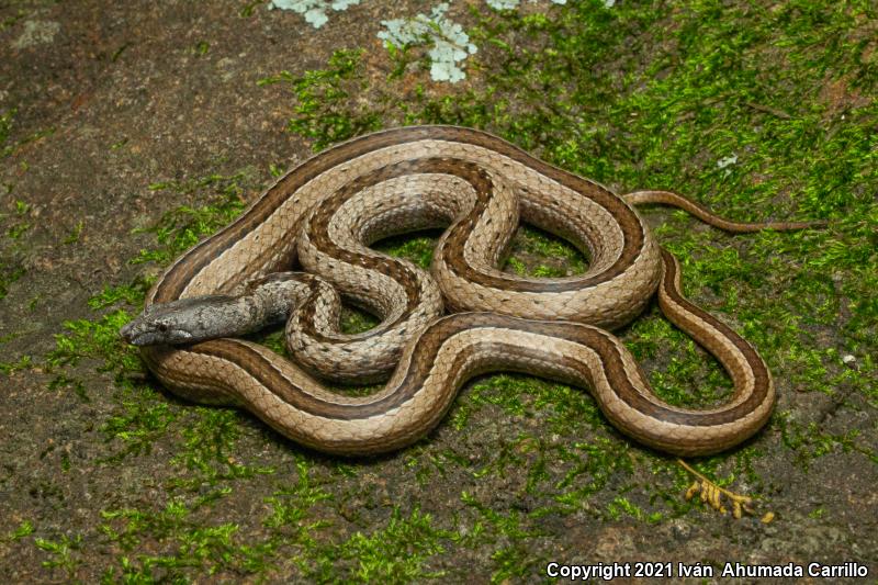 Thinscaled Snake (Manolepis putnami)