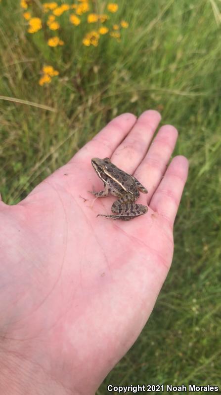 Transverse Volcanic Leopard Frog (Lithobates neovolcanicus)