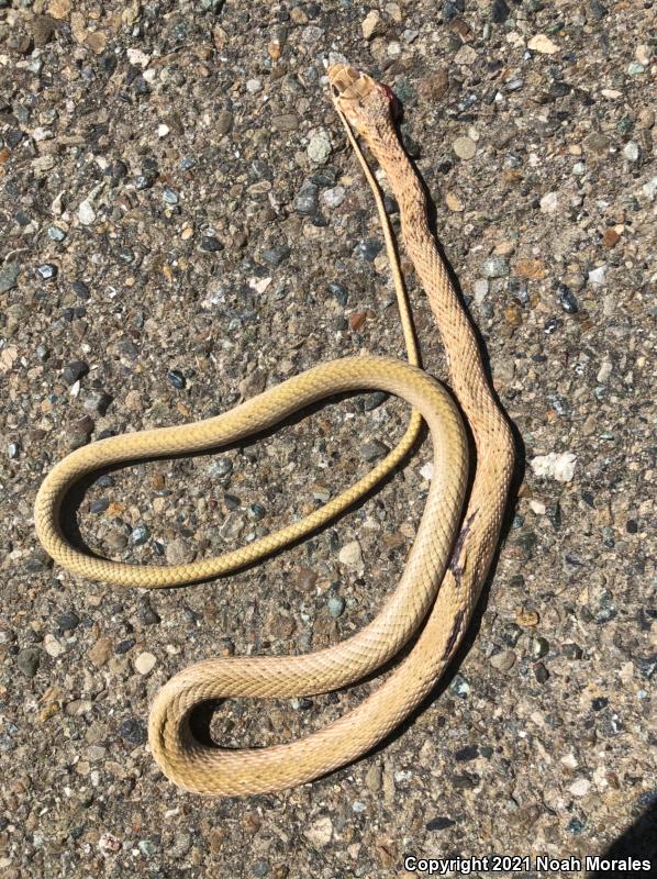 San Joaquin Coachwhip (Coluber flagellum ruddocki)