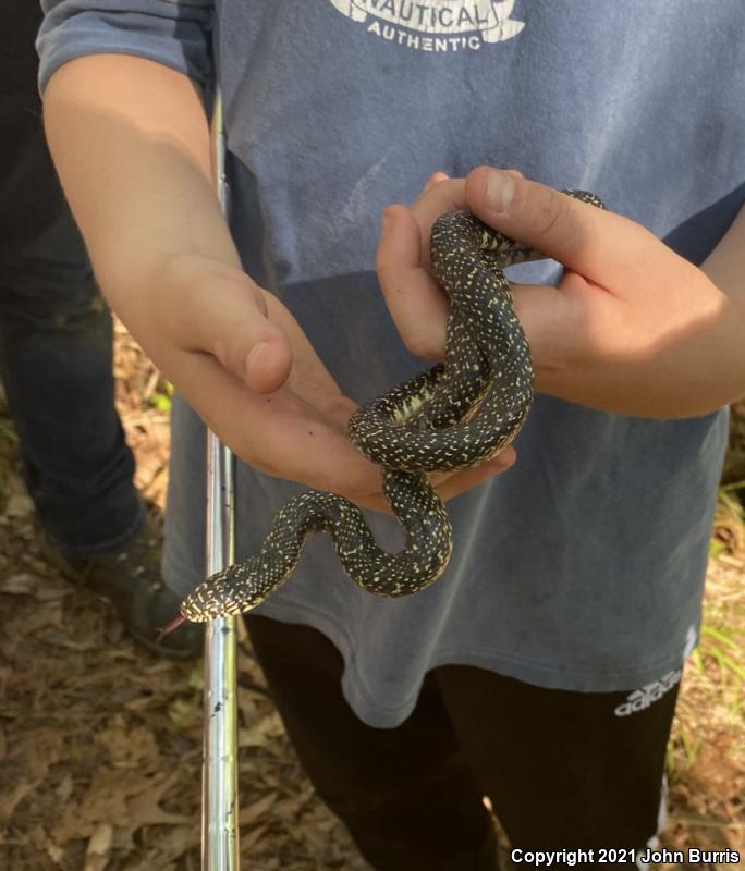 Speckled Kingsnake (Lampropeltis getula holbrooki)