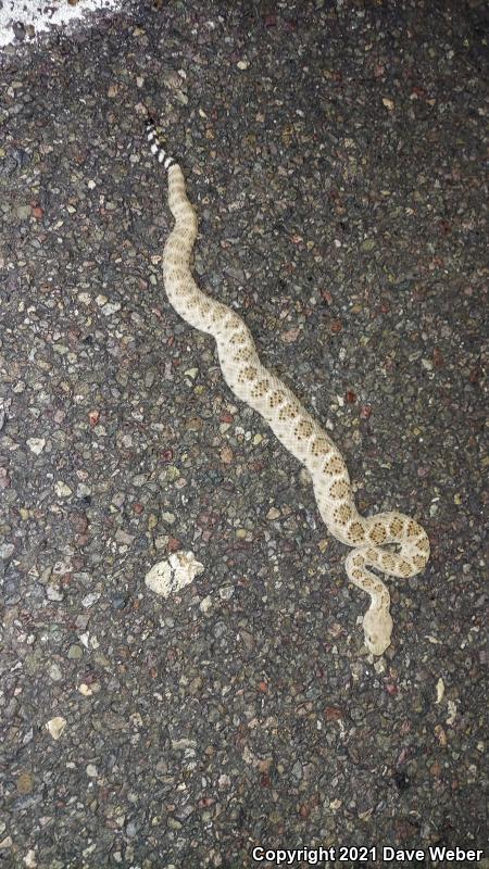 Western Diamond-backed Rattlesnake (Crotalus atrox)