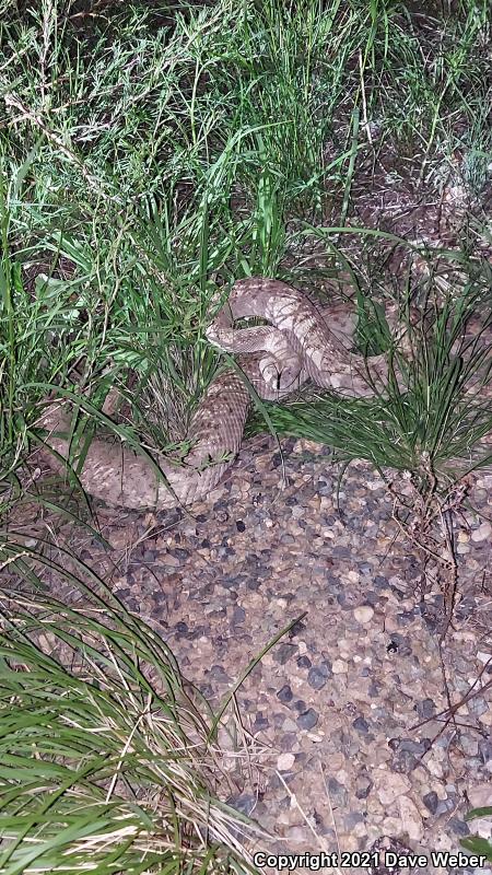 Western Diamond-backed Rattlesnake (Crotalus atrox)