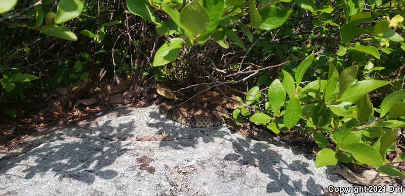 Timber Rattlesnake (Crotalus horridus)