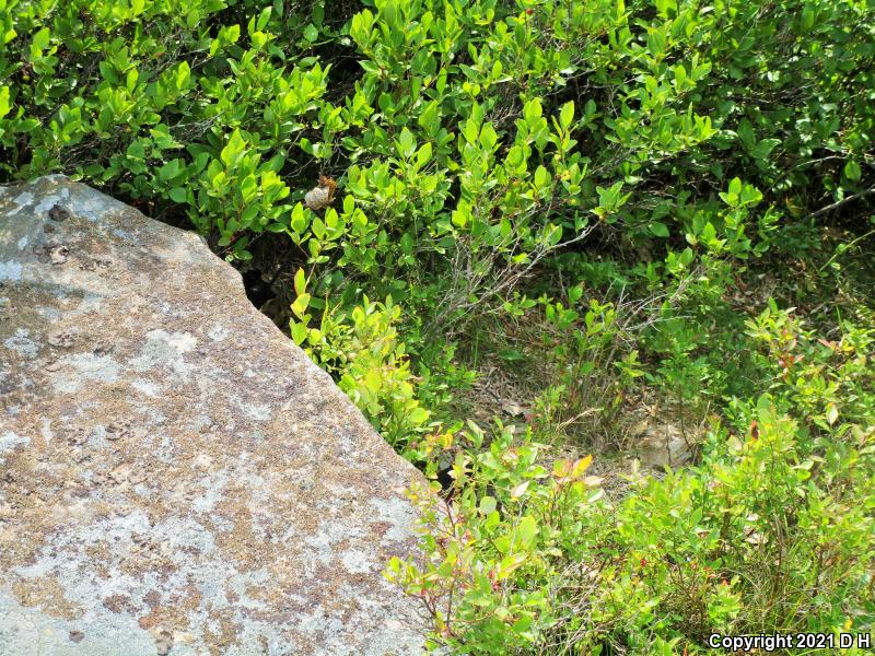 Timber Rattlesnake (Crotalus horridus)