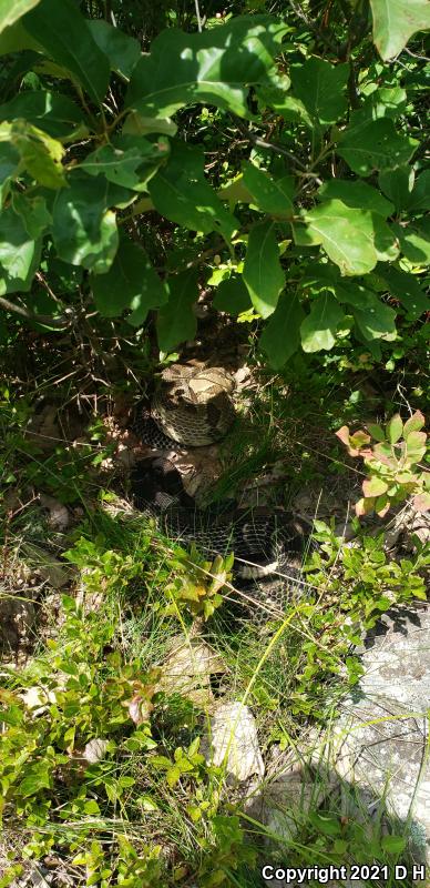 Timber Rattlesnake (Crotalus horridus)