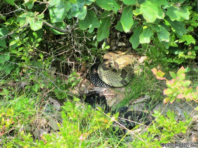 Timber Rattlesnake (Crotalus horridus)