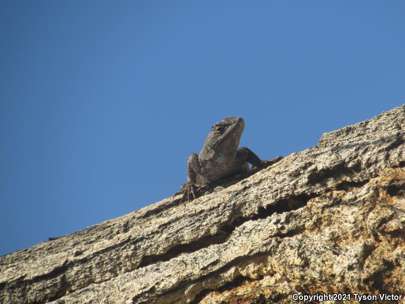 Great Basin Fence Lizard (Sceloporus occidentalis longipes)