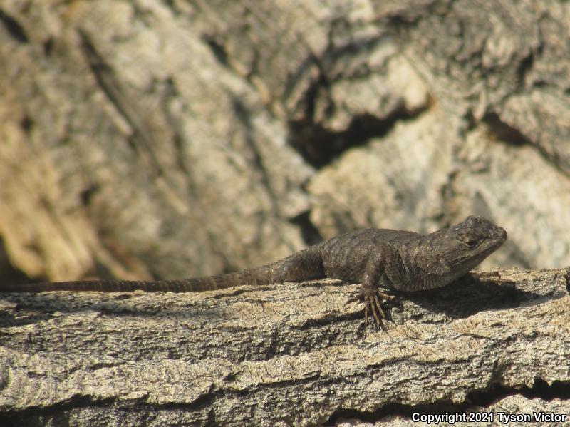 Great Basin Fence Lizard (Sceloporus occidentalis longipes)