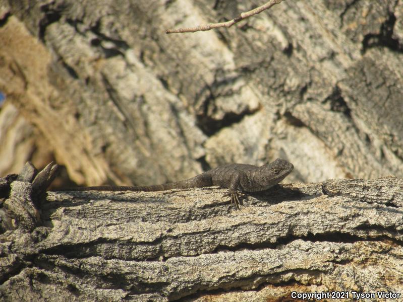 Great Basin Fence Lizard (Sceloporus occidentalis longipes)