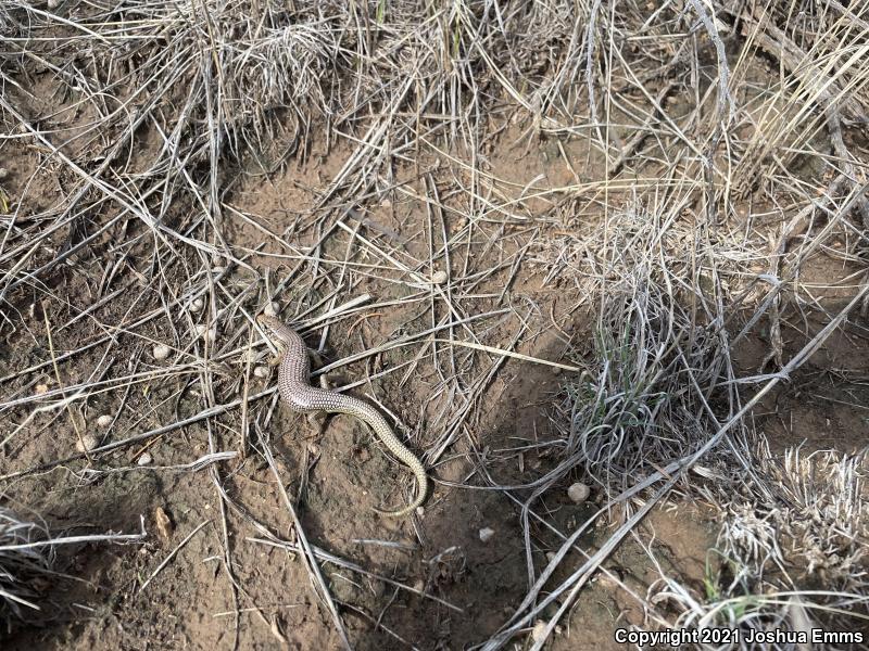 Great Plains Skink (Plestiodon obsoletus)