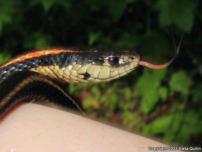 North American Garter & Ribbon Snakes (Thamnophis)