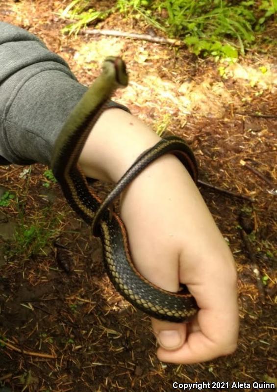 North American Garter & Ribbon Snakes (Thamnophis)