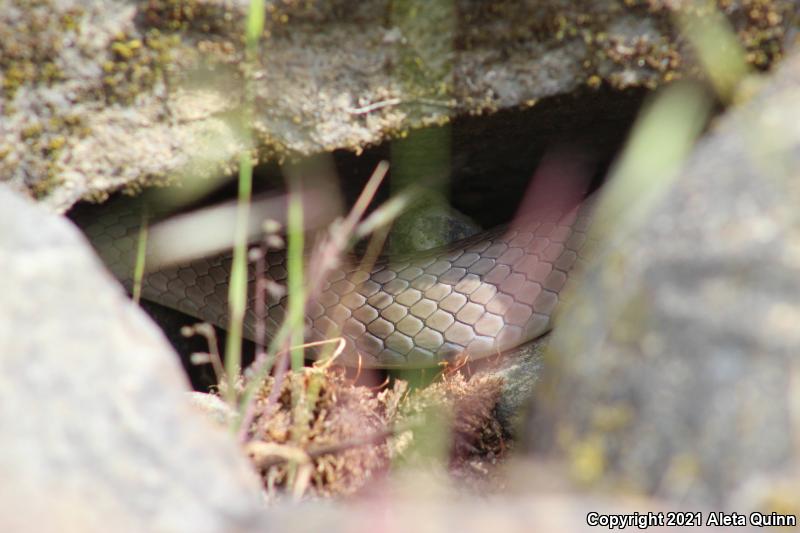 North American Racer (Coluber constrictor)