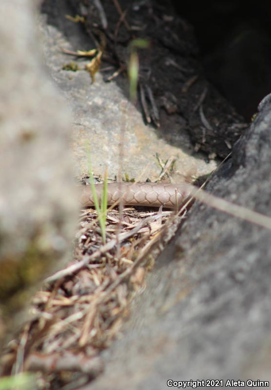 North American Racer (Coluber constrictor)