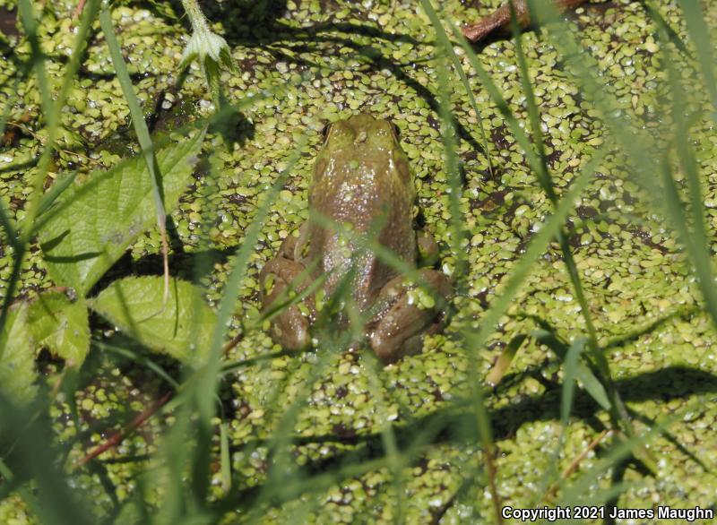 American Bullfrog (Lithobates catesbeianus)