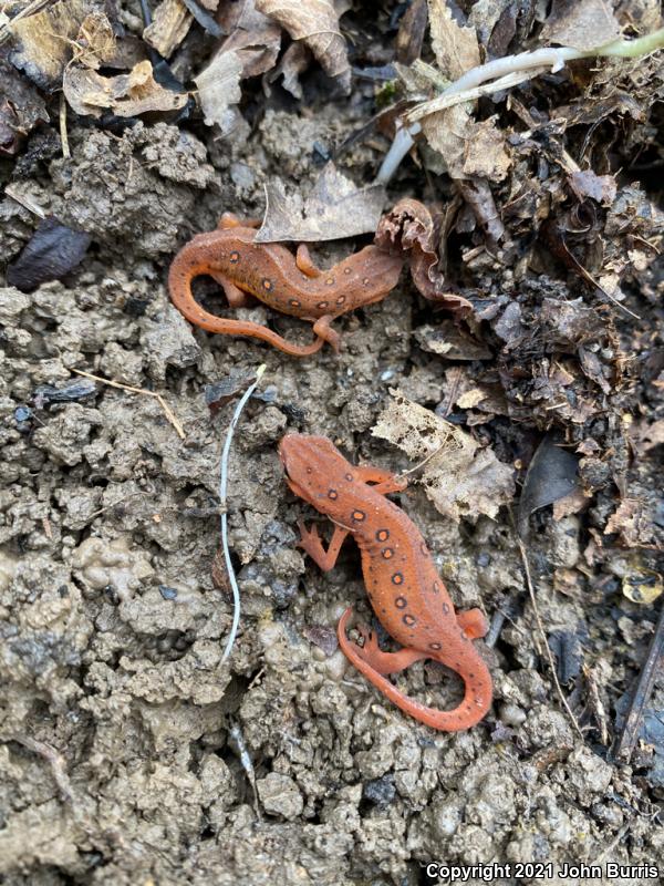 Red-Spotted Newt (Notophthalmus viridescens viridescens)