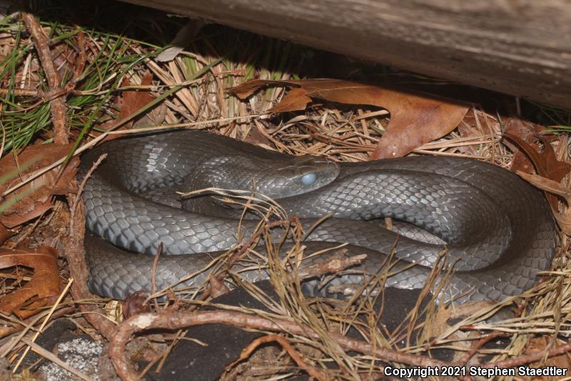 Northern  Black Racer (Coluber constrictor constrictor)