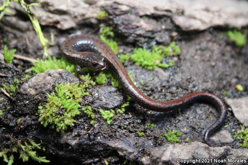 Relictual Slender Salamander (Batrachoseps relictus)