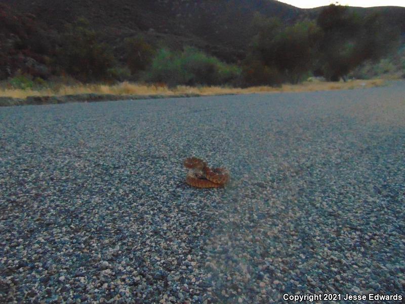 Red Diamond Rattlesnake (Crotalus ruber)