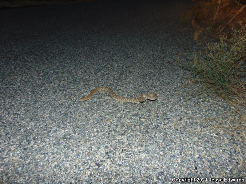 Red Diamond Rattlesnake (Crotalus ruber)