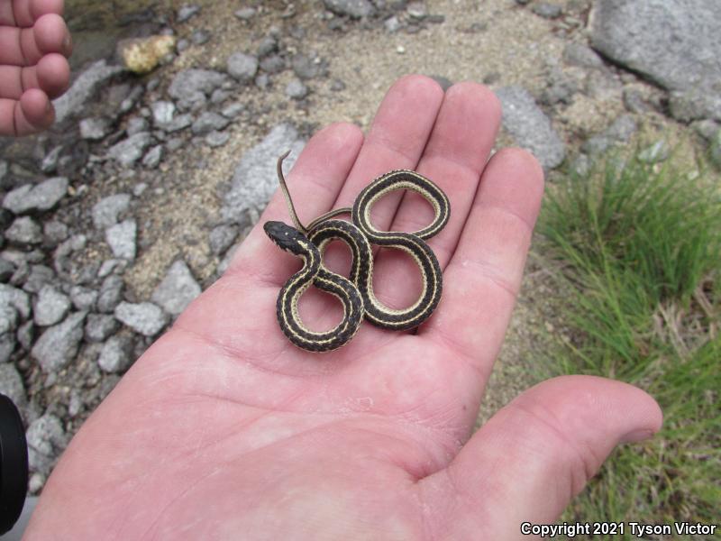 Mountain Gartersnake (Thamnophis elegans elegans)