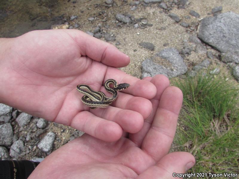 Mountain Gartersnake (Thamnophis elegans elegans)