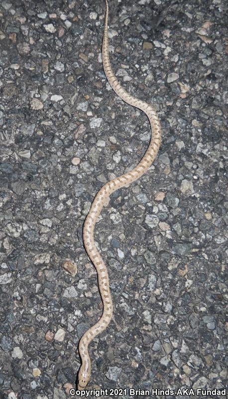 Desert Glossy Snake (Arizona elegans eburnata)