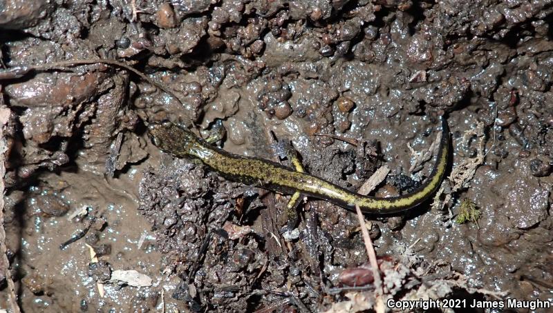 Dunn's Salamander (Plethodon dunni)