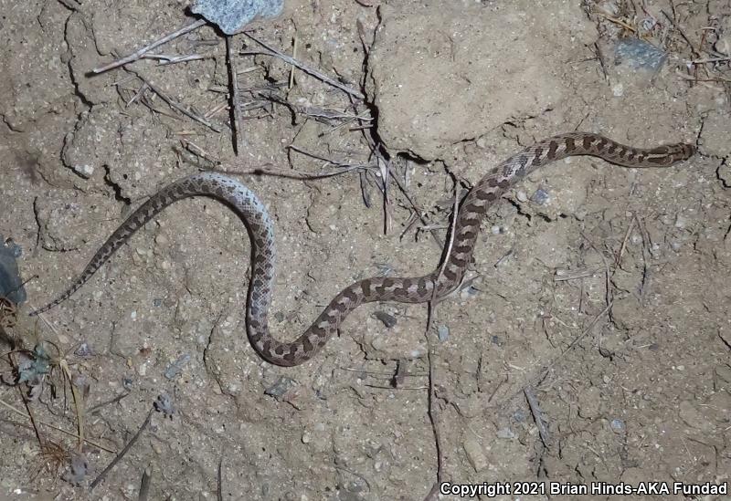 California Glossy Snake (Arizona elegans occidentalis)