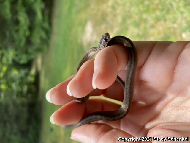 Dekay's Brownsnake (Storeria dekayi)