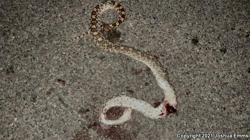 Sonoran Gopher Snake (Pituophis catenifer affinis)