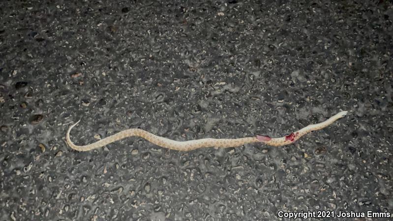 Arizona Glossy Snake (Arizona elegans noctivaga)